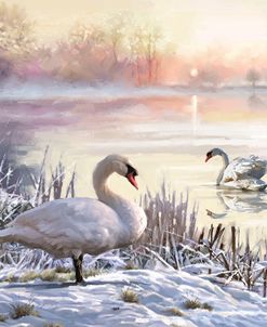1567 Winter Swans