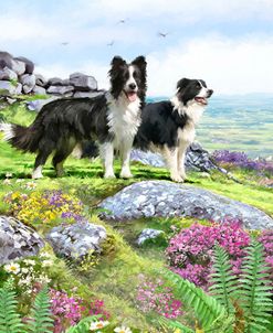 1615 Collies