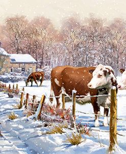 1778 Christmas Cattle