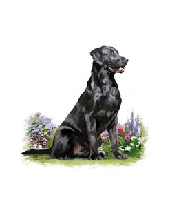 1754 Black Labrador No2