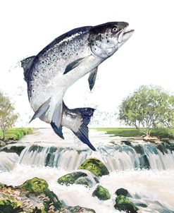 1757 Leaping Salmon