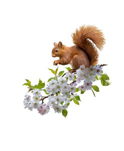 1758 Squirrel