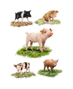 1849 Piglets