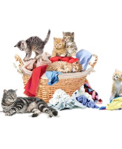 2012 Kittens In Laundry Basket