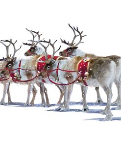 2019 Reindeer