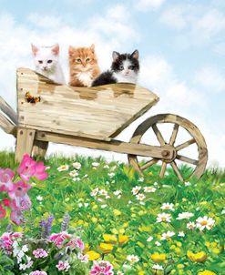 2056 Kittens in Wheelbarrow