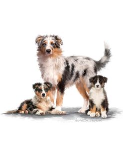 2201(2) Australian Shepherd