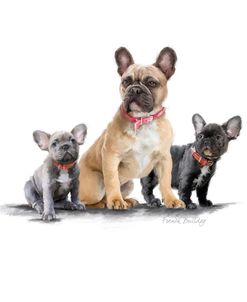 2204 French Bulldog