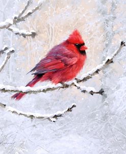 2294 Cardinal On Branch