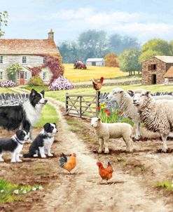 2286 Collies And Sheep