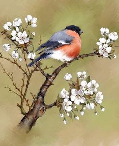 2245 Bullfinch