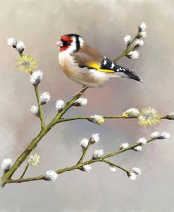 2246 Goldfinch