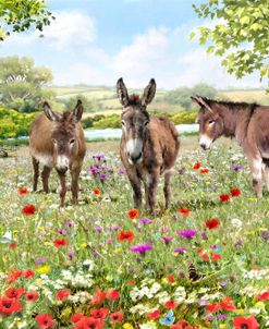 2363(2) Summer Donkeys Copy