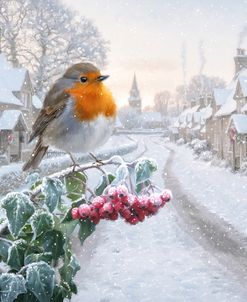 2343 Robin On Frosted Berries