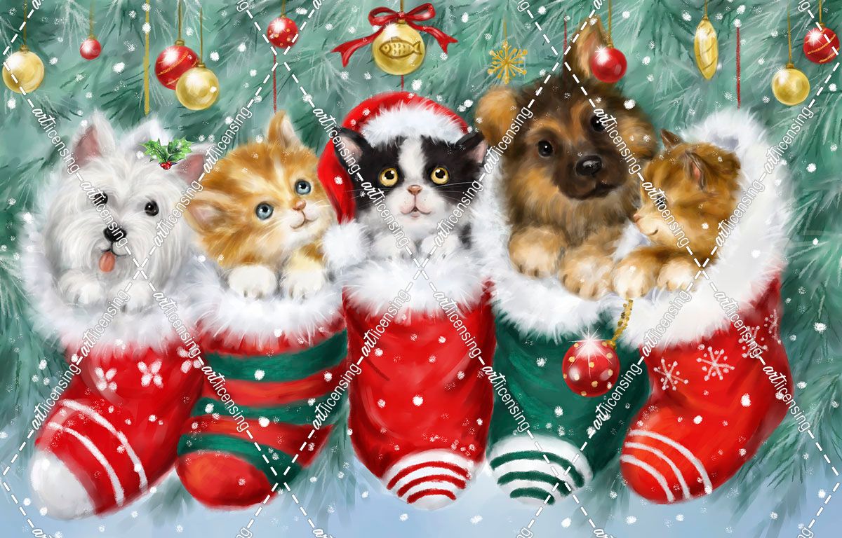 Cats in Stockings