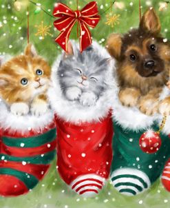 Dogs and Cats in Stockings