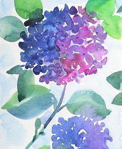 Watercolor Hortensia_1