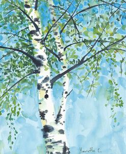 Aspen tree1