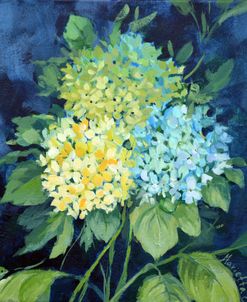 Three Hydrangeas