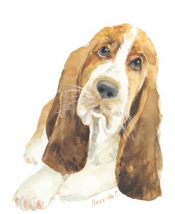 Basset