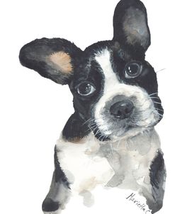 Boston Terrier