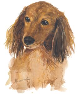 Dachshund