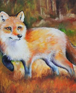 Little Red Fox