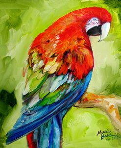 Macaw Tropical