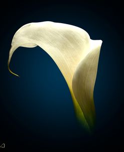 Cala Lily 1