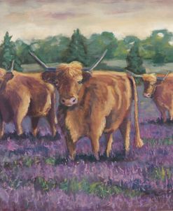 Purple Cows