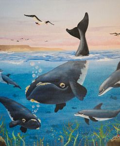 Let’s Play With The Dolphins.