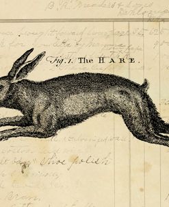 The Hare