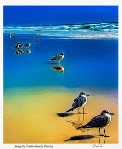 Seagulls at shore0043X