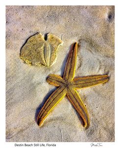 Starfish and Sea Shell0041X