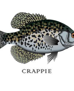 Crappie Fish