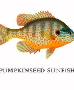 Pumpkinseed Sunfish