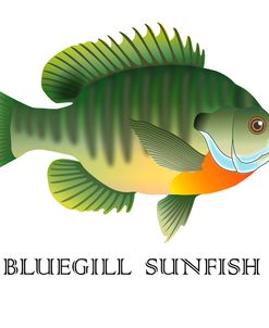 Bluegill Sunfish