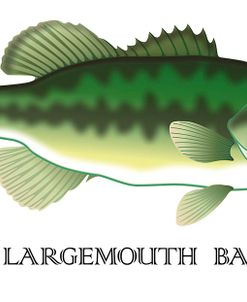 Largemouth Bass