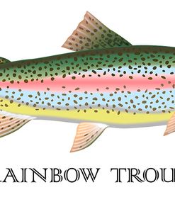 Rainbow Trout