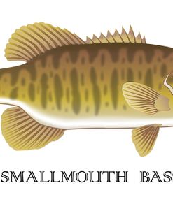 Smallmouth Bass