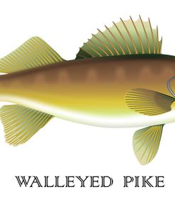 Walleyed Pike