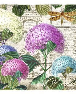 Vintage Hydrangea