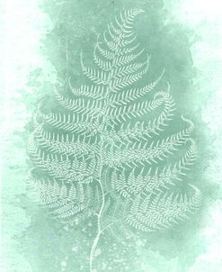 Fern 3
