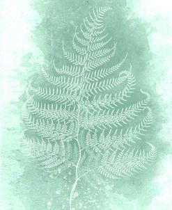 Fern 3