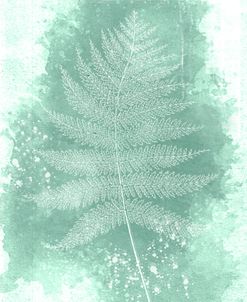 Fern 4