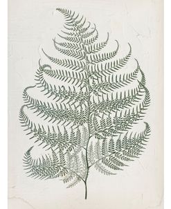 Vintage Fern 2