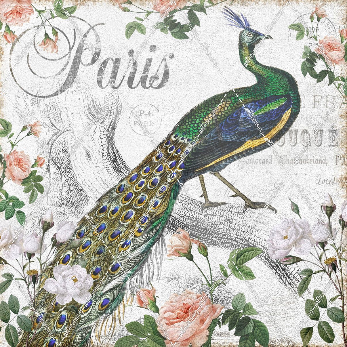 Paris Peacock