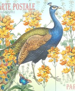 Peacock Postcard