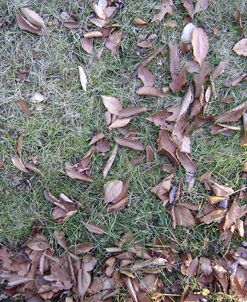 Grass&leaves Camo