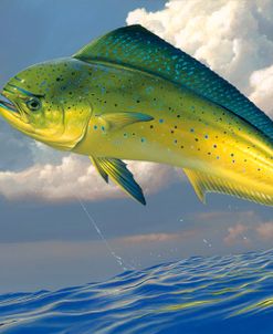 Chicken Fight – Mahi Mahi